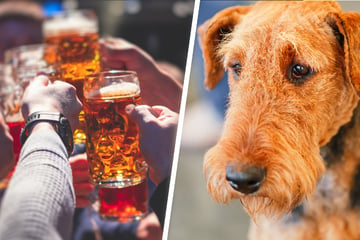Hund will ins Pub! Urkomischer Vierbeiner bringt Tausende zum Lachen