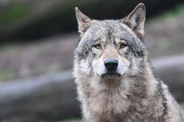 Wolf-Abschuss sorgt für Streit: Naturschutzverein zieht vor Gericht