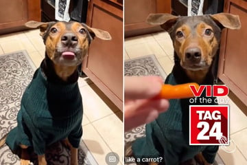 viral videos: Viral Video of the Day for November 14, 2024: Dog eats carrot like an ATM machine accepts money