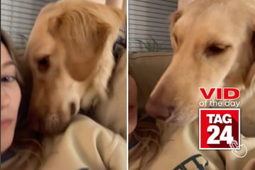 Viral Video of the Day for July 5, 2024: Guilty dog hides after getting called out by mom!