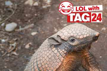 Joke of the Day for August 5, 2025: An animal joke to get your funny on