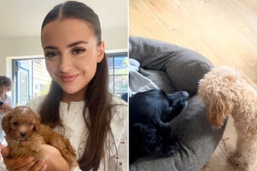 Puppy desperately tries to play with owner's childhood dog: "Breaking my heart"