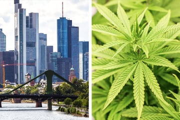 Frankfurt: Legaler Cannabis-Verkauf in Frankfurt: Das plant die Stadtverwaltung