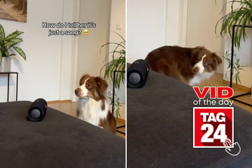 Viral Video of the Day for March 12, 2025: Dog confuses lyrics for commands in hilarious TikTok clip!