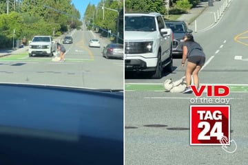 Viral Video of the Day for March 16, 2026: Husky refuses to budge in the middle of crosswalk