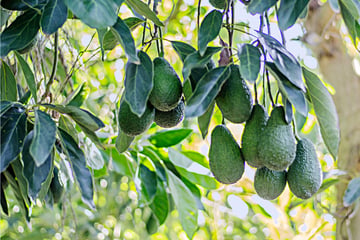 Tragödie vor Kita: Avocado erschlägt Neugeborenes