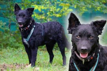 Kleiner Hund lässt sich nicht die Laune verderben: Findet Pulin sein Happy End?