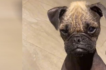 TikTok is losing its mind over this adorable hairless Pug mix!