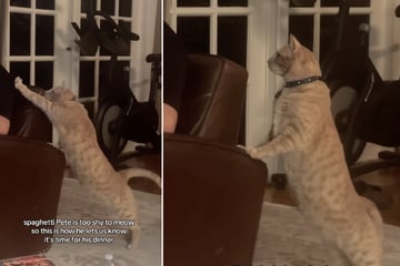 Kater miaut nicht: Was er stattdessen tut, ist zum Dahinschmelzen