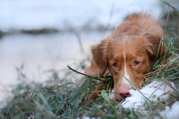 Paar setzt Hund in klirrender Kälte aus - Video zeigt herzlose Aktion