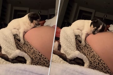Zuckersüßer Anblick: Blinder Hund legt sich immer auf schwangeren Bauch