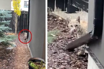 "Cat" hiding behind woman's house leaves her shocked with true identity!