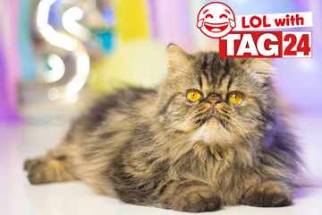 Joke of the Day for March 28, 2026: Happy Caturday!