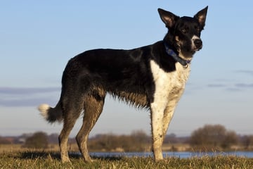 Schock am See: Hund beißt zu! Frau landet im Krankenhaus