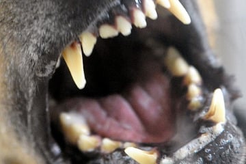 München: Hund beißt Kind im Stadtpark ins Gesicht