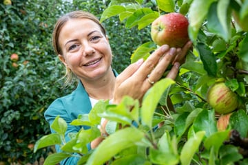 Branche in Sorge: Immer weniger Obst aus Sachsen
