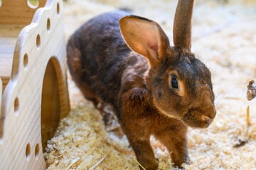 Humpelndes Kaninchen "Toffi" sucht liebevolles Zuhause