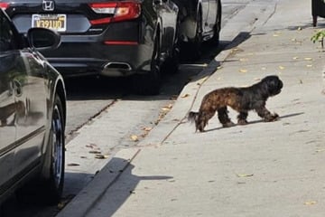 Ausgesetzte Hunde irren durch Straßen - dann wird einer plötzlich angefahren und weggeworfen