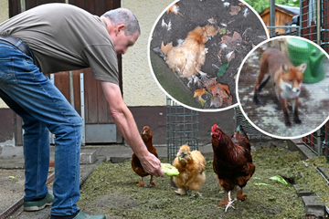 Dresden: Züchter gibt auf: Killer-Fuchs hat auch seine Hühner auf dem Gewissen