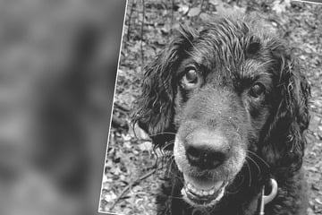 Tierheim trauert um langjährigen Bewohner: Hund Micky ist tot