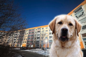 Labrador beißt Mädchen (2) ins Gesicht: Ermittlungen gegen die Mutter