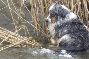 Hund eingefroren: Feuerwehr rettet Tier vor dem Tod