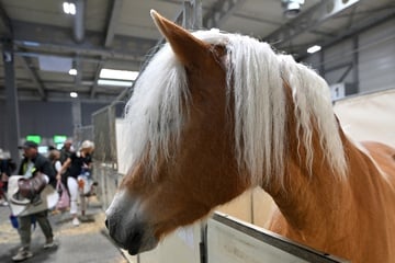 Pferd tot auf Koppel entdeckt: Polizei ermittelt nach möglicher Gewalttat