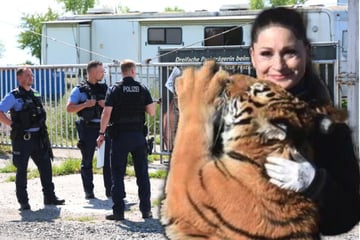 Leipzig: Fünf Monate nach tödlicher Tiger-Attacke in Sachsen: Ermittlungen gegen Dompteurin noch immer nicht vorbei