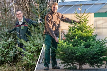 Chemnitz: Ä Tännchen please! Hier gibt's schöne Weihnachtsbäume in Chemnitz