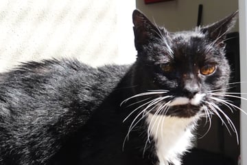 Schicksal spielt Frau und ihrer geliebten Katze übel mit: Gibt es ein Happy End?