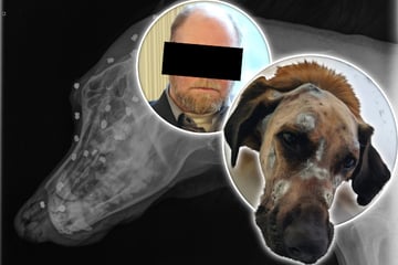 Tierquäler schießt 42 Kugeln auf seinen Hund: Ist seine Strafe gerecht?