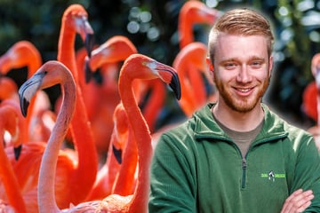 Neues von den Flamingos - am Wochenende sind sie im Zoo die Stars