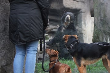 Zoo Duisburg mit neuem Angebot für Hundebesitzer: Was sich ab sofort ändert