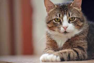 Bullying between cats: How can you get cats to stop aggressive dominance behavior?