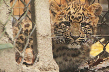 Hamburg: Deshalb dürfen die süßen Leoparden-Babys nicht für immer im Tierpark Hagenbeck bleiben