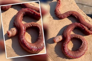 Nightmare-inducing "bloodworm" discovered on California beach