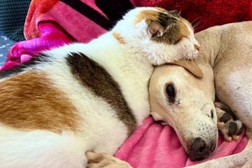 Cat and dog form inseparable bond that lasts until the end
