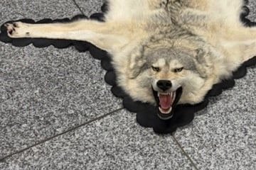 Frankfurt: Flughafen Frankfurt: Harmloser Kleidersack entpuppt sich als Artenschutz-Verstoß