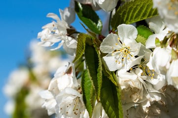 Baumblütenfest in Werder geht los: Obstwein und prachtvolle Natur
