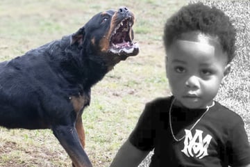 Babysitterin macht Nickerchen und lässt Jungen (†2) allein, dann zerfleischen ihn Rottweiler
