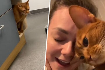 Cat owner rushes pet to the vet – but the diagnosis leaves her fuming!