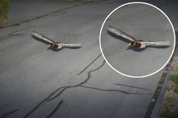 Fake oder echt? Erpel mit 22 km/h zu viel auf dem Tacho geblitzt