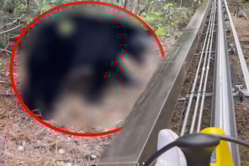 Schock-Moment auf Sommerrodelbahn: Frau macht gefährliche Begegnung