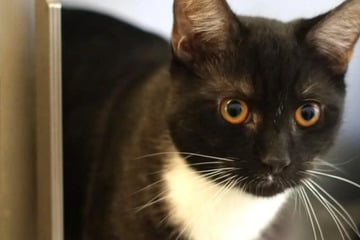 Wo darf Radio voll aufdrehen? Lebhafter Kater sucht liebevolles Zuhause