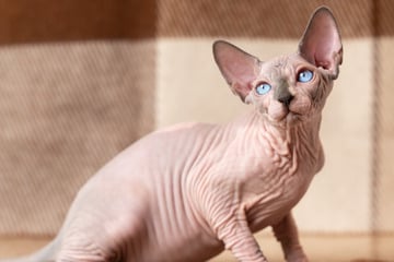 Haarloses Elend oder liebevolles Haustier? Die Sphynx-Katze im Porträt