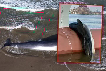 Schockfund am Hafen: Toter Riesen-Wal auf Frachter entdeckt