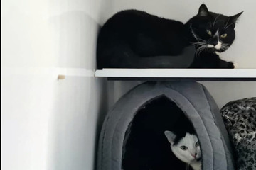"Zauberhaft unzertrennlich!" Tierheim will Katzen-Pärchen vermitteln - aber nur im Doppelpack!