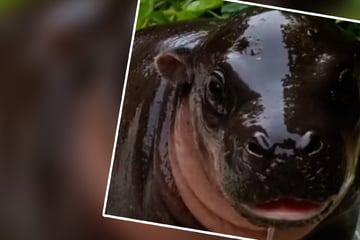 Berlin: Mini-Hippo im Zoo Berlin: Zwergflusspferd-Baby planscht erstmals im Freien