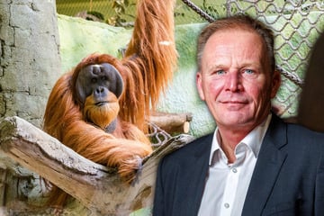 Zu wenige Besucher: Dresdens Zoo bekommt eine Millionenspritze
