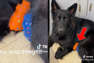 Schäferhund bekommt Spielzeug: Was er dann mit seinem Geschenk anstellt, lässt Herzen schmelzen